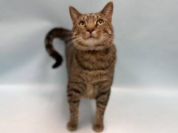 Boulder -  Domestic Short Hair Cat for Adoption in Minneapolis, Minnesota - Boulder | PetCurious