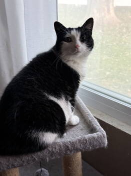 Rescue Tuxedo Cats for Adoption in Fenton, Missouri - Gibby | PetCurious