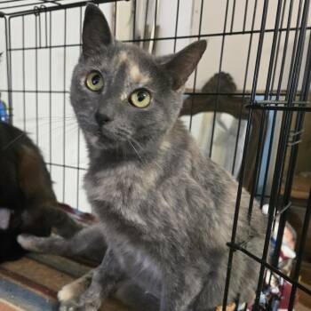 Dilute Tortoiseshell Cats Available for Adoption - Tessa | PetCurious