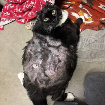 Domestic Short Hair Cats Available for Adoption - Missy | PetCurious