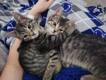 Sweetie Pie and Larry ***BONDED PAIR*** -  Domestic Short Hair Cat for Adoption in Wheaton, Illinois - Sweetie Pie And Larry ***BONDED PAIR*** | PetCurious