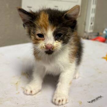 Peach -  Domestic Short Hair Cat for Adoption in Yuma, Arizona - Peach | PetCurious