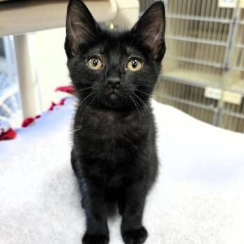 Domestic Short Hair Cats Available for Adoption in Michigan City, Indiana - Impreza | PetCurious