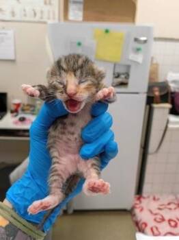 Liberty -  Domestic Short Hair Cat for Adoption in Palm Coast, Florida - Liberty | PetCurious