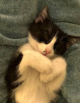 Nini Coco -  Domestic Short Hair Cat for Adoption in Lemoyne, Pennsylvania - Nini Coco | PetCurious