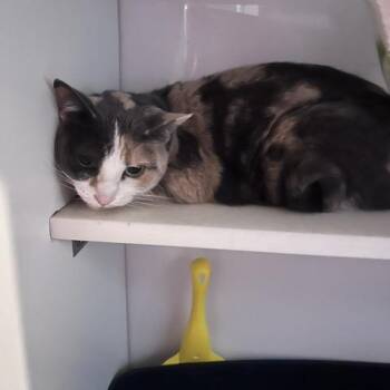 Crystal -  Domestic Short Hair Cat for Adoption in St. Louis, Missouri - Crystal | PetCurious