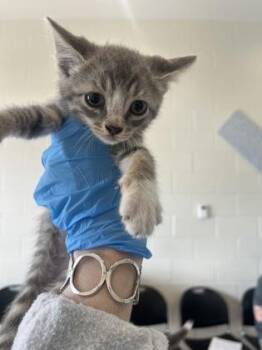 Bloop -  Domestic Short Hair Cat for Adoption in Baton Rouge, Louisiana - Bloop | PetCurious