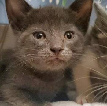 Bubblegum -  Domestic Long Hair and Domestic Short Hair Cat for Adoption in Kansas City, Missouri - Bubblegum | PetCurious