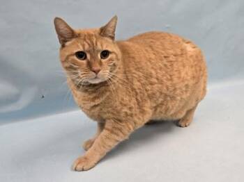 Buddy -  Domestic Short Hair Cat for Adoption in Minneapolis, Minnesota - Buddy | PetCurious