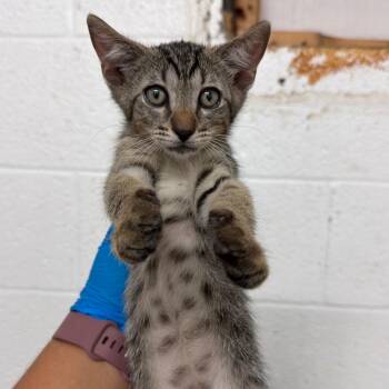 Jubie -  Domestic Short Hair Cat for Adoption in Edinburg, Texas - Jubie | PetCurious