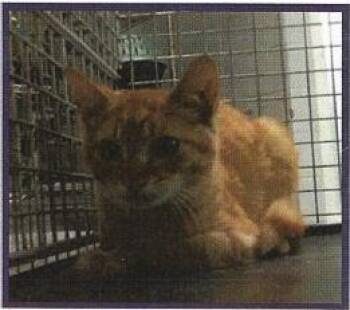 Rescue Domestic Short Hair Cats for Adoption in Houston, Texas - Roscoe | PetCurious