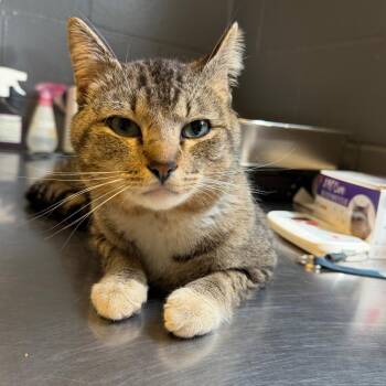 Domestic Short Hair Cats Available for Adoption in Tuscaloosa, Alabama - Phineas | PetCurious