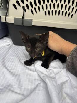Domestic Short Hair Cats Available for Adoption in Broomfield, Colorado - FLUFFY | PetCurious