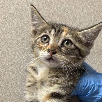Toto -  Domestic Short Hair Cat for Adoption in San Antonio, Texas - Toto | PetCurious