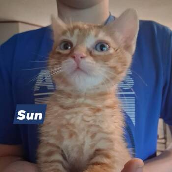 Sun -  Domestic Short Hair Cat for Adoption in New Tazewell, Tennessee - Sun | PetCurious