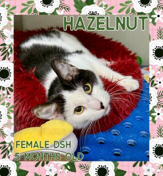 Rescue Domestic Short Hair Cats for Adoption in Danville, Indiana - Hazelnut | PetCurious