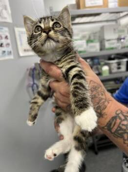 Josie -  Domestic Short Hair Cat for Adoption in Morristown, Tennessee - Josie | PetCurious