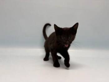Ozzy -  Domestic Short Hair Cat for Adoption in Minneapolis, Minnesota - Ozzy | PetCurious