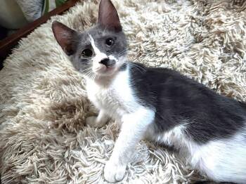 CoCo -  Domestic Short Hair Cat for Adoption in Fort Myers, Florida - CoCo | PetCurious