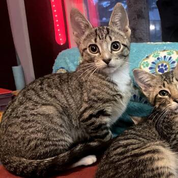 Rescue Domestic Short Hair Cats for Adoption in Fort Worth, Texas - Vanessa | PetCurious