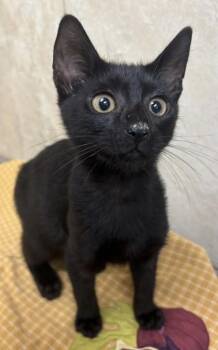 Gavin -  Domestic Short Hair Cat for Adoption in Honolulu, Hawaii - Gavin | PetCurious