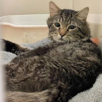 Sunset -  Domestic Short Hair Cat for Adoption in St. Helena, California - Sunset | PetCurious