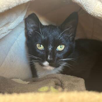 R168902 Mallory -  Domestic Short Hair Cat for Adoption in Port Washington, New York - R168902 Mallory | PetCurious