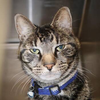 Rescue Tabby and Domestic Short Hair Cats for Adoption in Briarcliff Manor, New York - Pebbles | PetCurious