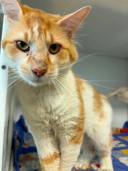 Amaretto -  Domestic Short Hair Cat for Adoption in Delson, Quebec - Amaretto | PetCurious