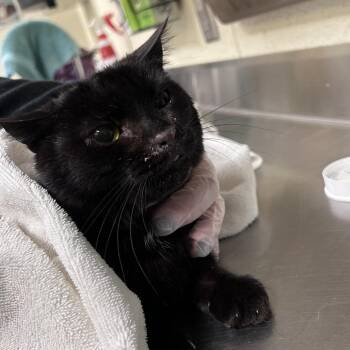 Rasputin -  Domestic Short Hair Cat for Adoption in Asheville, North Carolina - Rasputin | PetCurious