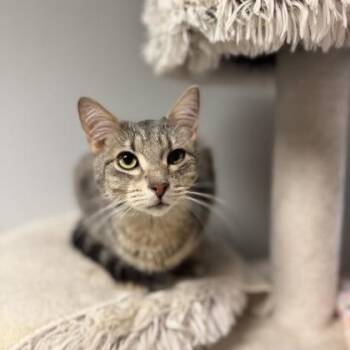 Claire -at Petsmart Madison East -  Domestic Short Hair Cat for Adoption in Madison, Wisconsin - Claire -at Petsmart Madison East | PetCurious