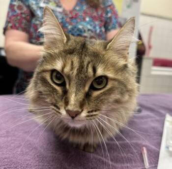 Slug -  American Shorthair and Domestic Short Hair Cat for Adoption in Palm Coast, Florida - Slug | PetCurious