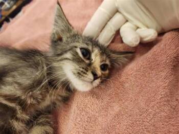 Queen Anne Style -  Domestic Short Hair Cat for Adoption in Columbus, Indiana - Queen Anne Style | PetCurious