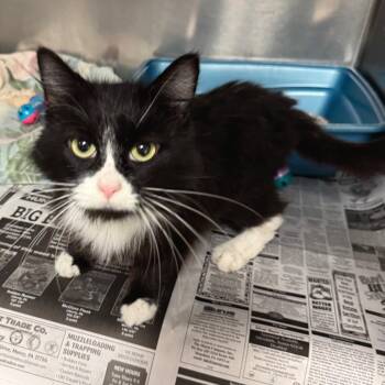 Zoey Cat -  Domestic Long Hair Cat for Adoption in Kittanning, Pennsylvania - Zoey Cat | PetCurious