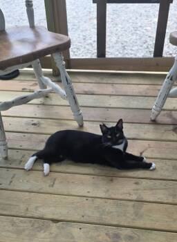 Stubby Sue -  Domestic Short Hair Cat for Adoption in Miami, Oklahoma - Stubby Sue | PetCurious