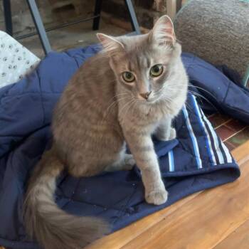 Evie -  Domestic Medium Hair Cat for Adoption in Gibsonia, Pennsylvania - Evie | PetCurious