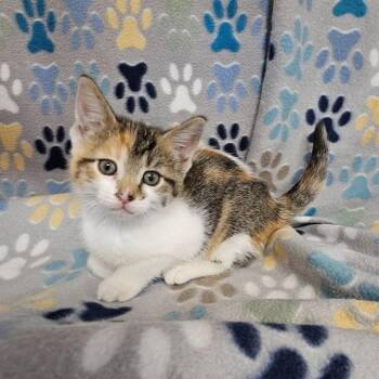 Becky -  Domestic Short Hair Cat for Adoption in Wabash, Indiana - Becky | PetCurious