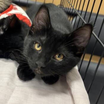 Mitten -  Domestic Short Hair Cat for Adoption in Sonora, California - Mitten | PetCurious