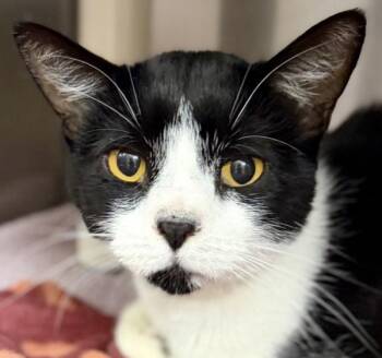 Rain -  Domestic Short Hair Cat for Adoption in Walnut Creek, California - Rain | PetCurious