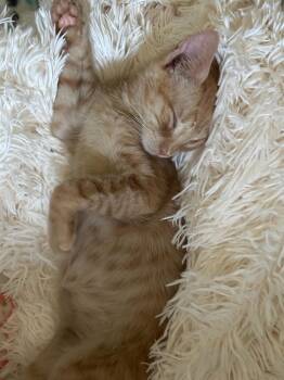 Rescue Domestic Short Hair Cats for Adoption in Honeoye, New York - Scampi | PetCurious