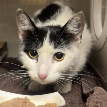 Domestic Medium Hair Cats Available for Adoption in Yuma, Arizona - Ms. Puff | PetCurious