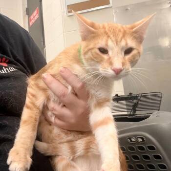 Alex -  Domestic Short Hair Cat for Adoption in Indianapolis, Indiana - Alex | PetCurious