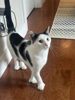 Paws -  Domestic Short Hair Cat for Adoption in Melrose, Massachusetts - Paws | PetCurious