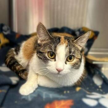 Domestic Short Hair Cats Available for Adoption - White Pony | PetCurious