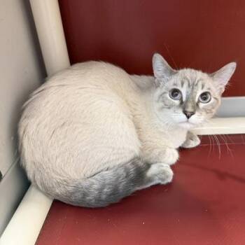 Tim -  Siamese and Domestic Short Hair Cat for Adoption in Janesville, Wisconsin - Tim | PetCurious