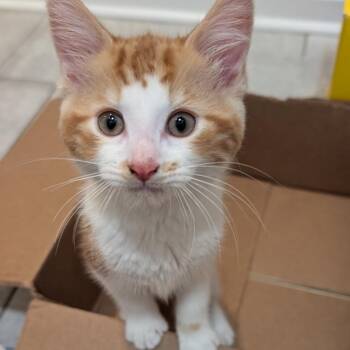 Dorito -  Calico Cat for Adoption in Wanaque, New Jersey - Dorito | PetCurious