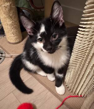 Bud Light Beer -  Tuxedo and Domestic Short Hair Cat for Adoption in Chandler, Arizona - Bud Light Beer | PetCurious
