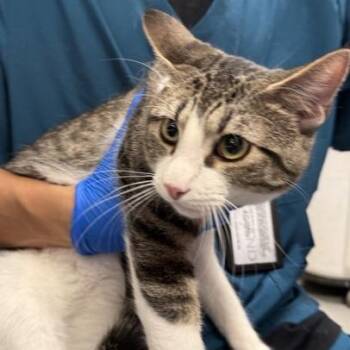 Domestic Short Hair Cats Available for Adoption in Midland, Texas - Oppa | PetCurious