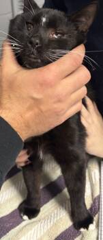 Rescue Domestic Short Hair Cats for Adoption in Cincinnati, Ohio - Night Flare | PetCurious