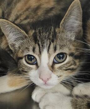 Rescue Domestic Short Hair Cats for Adoption in Santa Cruz, California - LEMON HEAD* | PetCurious